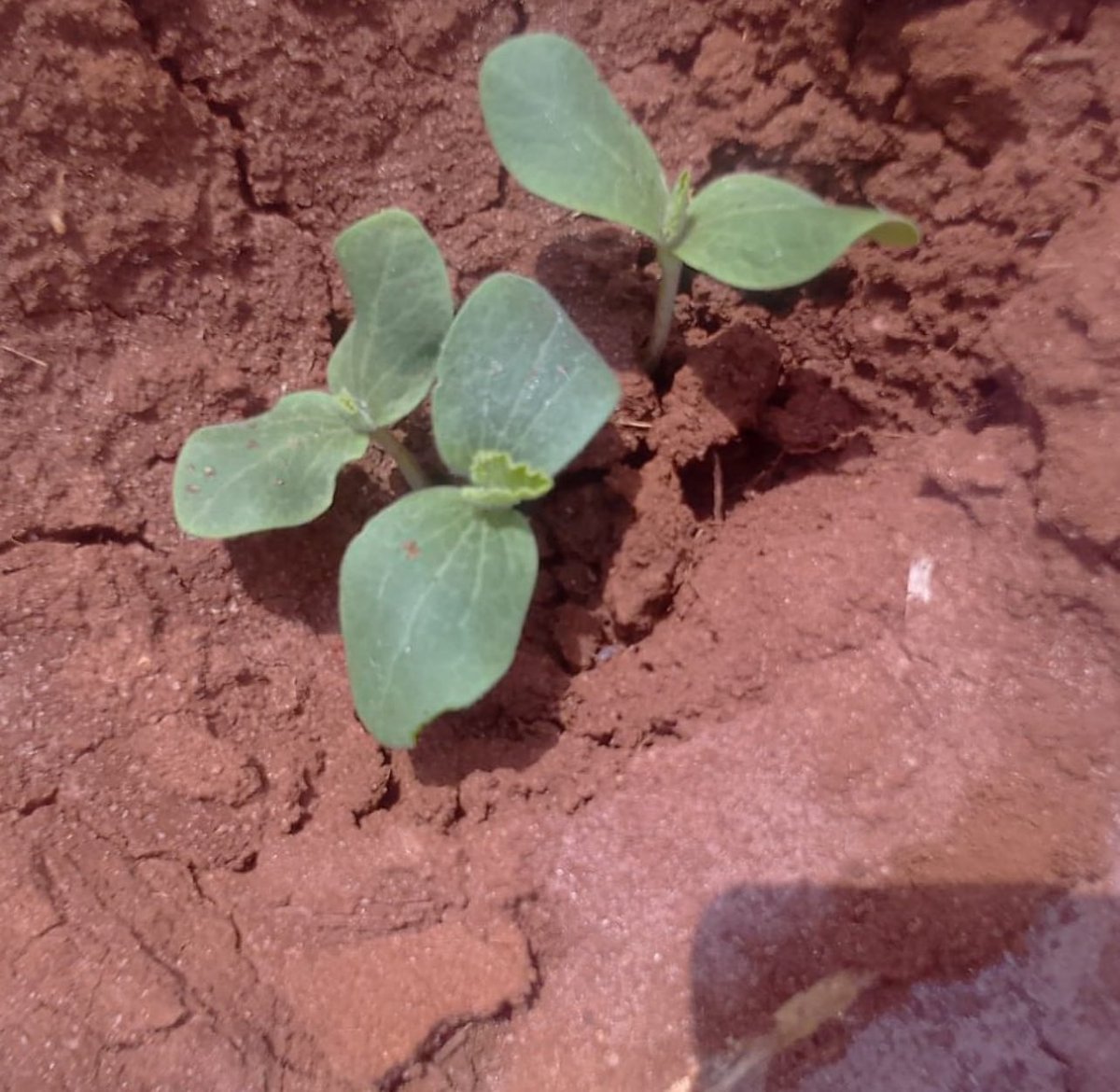 🌧️🌱 Update from Lamu farm! May brought only 4 days of rain, but our pumpkins are resilient. After replanting amaranthus with pumpkins due to dry conditions, we’re hopeful June brings more rain. 🎃💪 #LamuFarming #PumpkinResilience #SustainableFarming #FarmLife