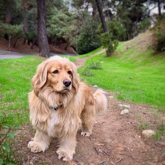 Look at this miniature cutie pie I found online haha 🥹