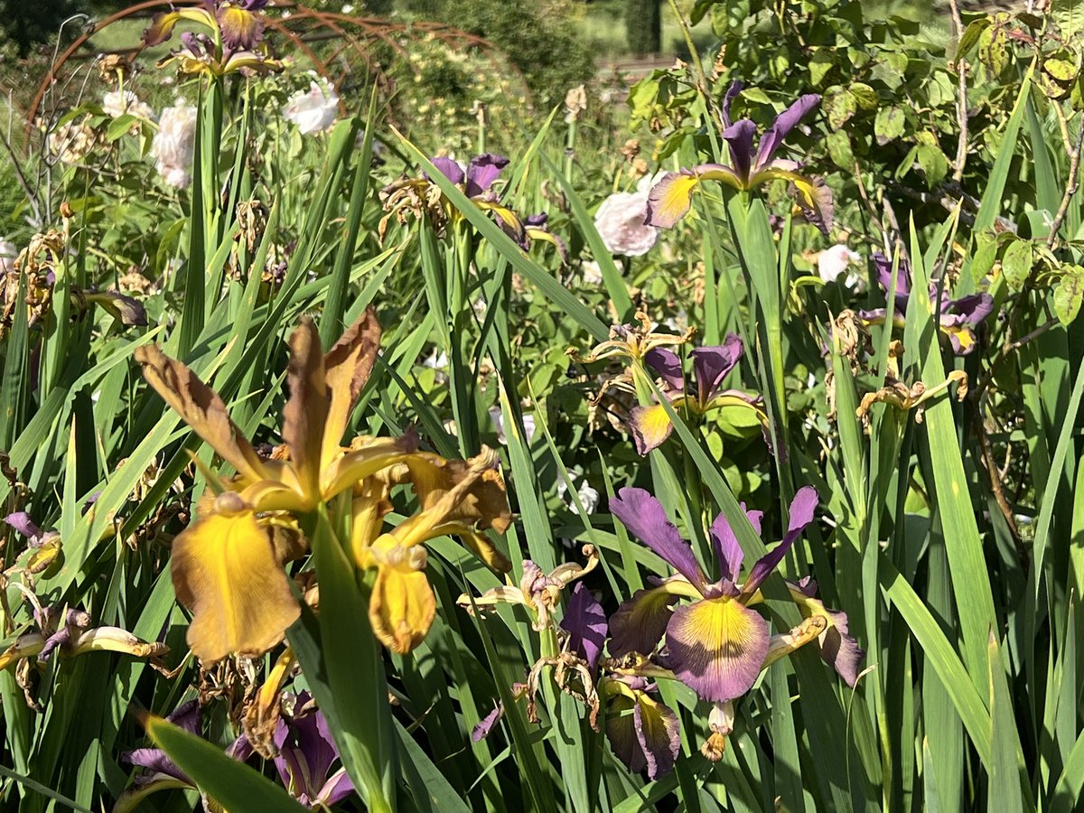 It’s a last hurrah for this year’s #anirisadayformay. But here are some gorgeous spuria irises taking on the show after the bearded irises have packed up.  (And if you have been inspired to support my iris habit(!) you can come holiday on the farm: casanovaumbria.eu) 😉
