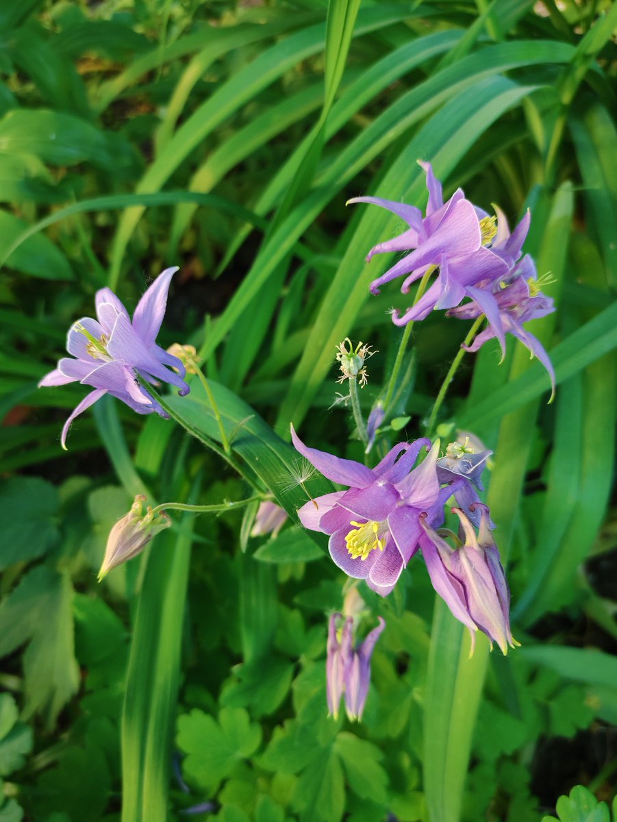 Цветы моего детства - в те времена траву не выкашивали везде, где нужно и не нужно - эти цветы рассеивались везде. Сейчас люди  опять устраивают палисадники у многоквартирных домов .🥰 Я тоже посадила аквилегию  под окном в прошлом году, надеюсь, зацветёт этим летом.
#MyPhoto