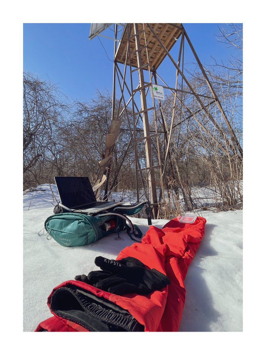 After close to 8 months of tracking #NorthernCardinals across #UrbanGreenSpaces, my 1st MSc field season is officially done!🏁🐦❄️Now it's time to get back to the 💻 and crunch all the GPS and #MotusWTS data we gathered.🤓 #UrbanEcology #WinterResearch #Montreal