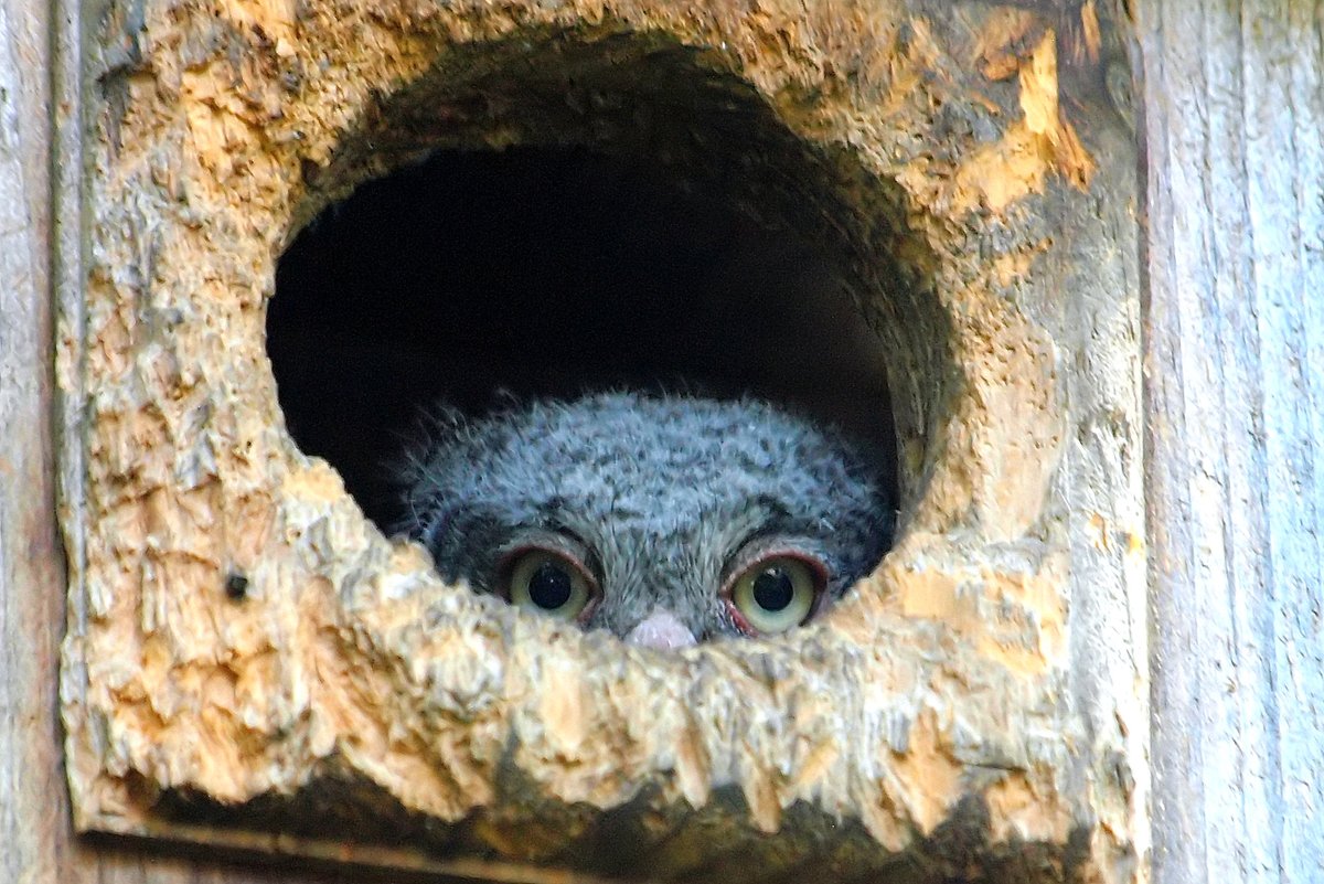 kala61857's tweet image. Hello World
Frodo still in the nest box &amp;amp; I don't blame him with the terrible storms we have had including last night. But now have several days of no storms so he could fledge at any time
Eastern Screech Owl (Megascops asio)
kapturedbykala.com/Birds/i-pLNk2SC
#owls #babyowl #screechowl