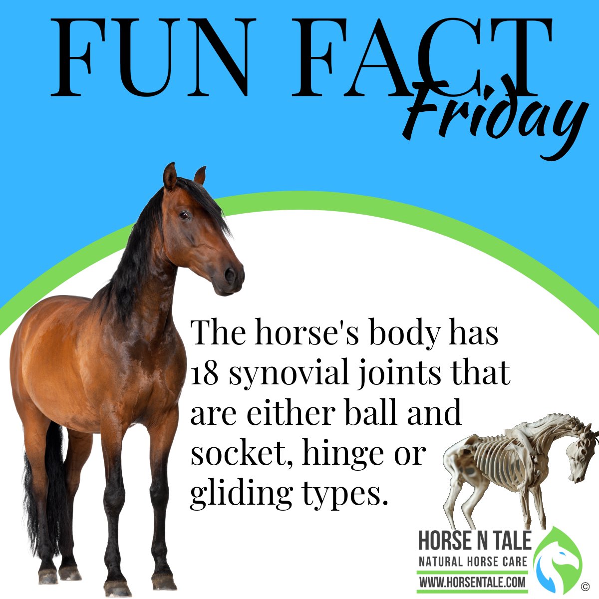 Fascinating Fun Fact Friday! 

#horsentale #topicalequineproducts #naturalhorsecare #equine #horse #naturalingredients 
#horselife #horsemanship #teamhnt #teamhorsentale 
#horseshow #horses
#horselover 
#horseracing 
#friday #funfactfriday #fridays #fridayfeeling #funfriday