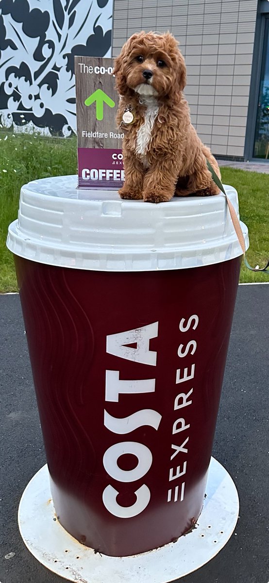 ruth2311's tweet photo. ⁦@CostaCoffee⁩ meet Harley-Flint 🐶☕️ https://t.co/pQvnH58YDe