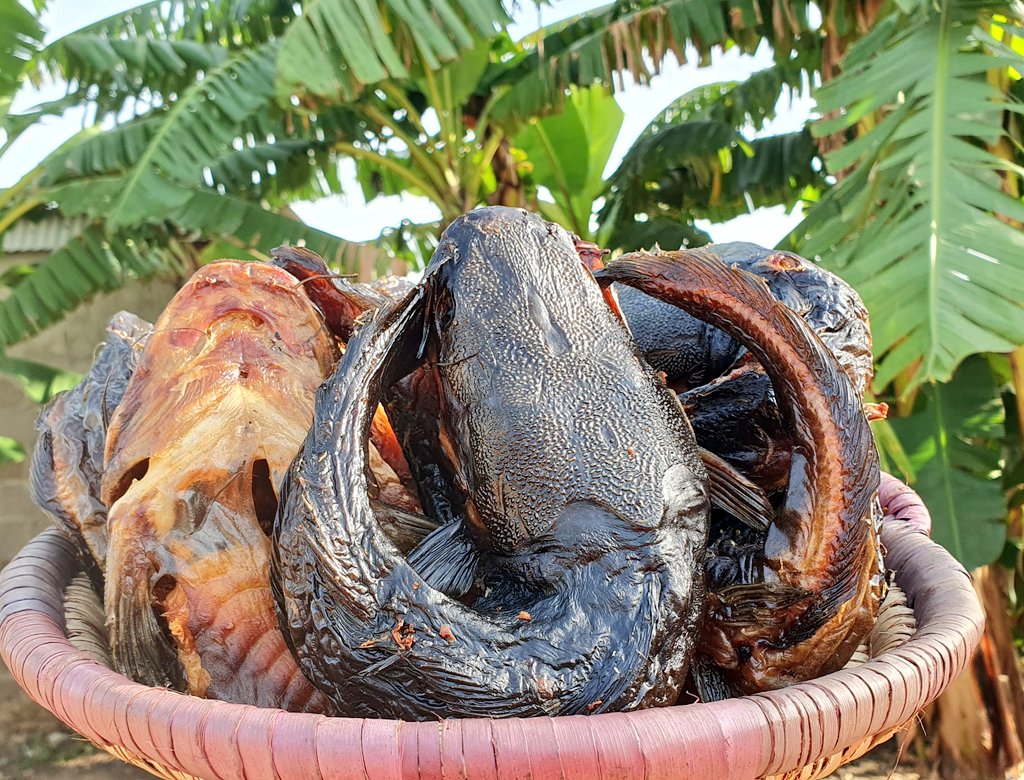 fisherwomanhub's tweet photo. After this heavy rain today...are you still doubting that you need our neatly processed drycatfish in your kitchen?
Pamper yourself o, enjoy good meals.
₦5500/Pack #fishchronicles
Payment validates order 🙏 https://t.co/pXWBo1I6g9
