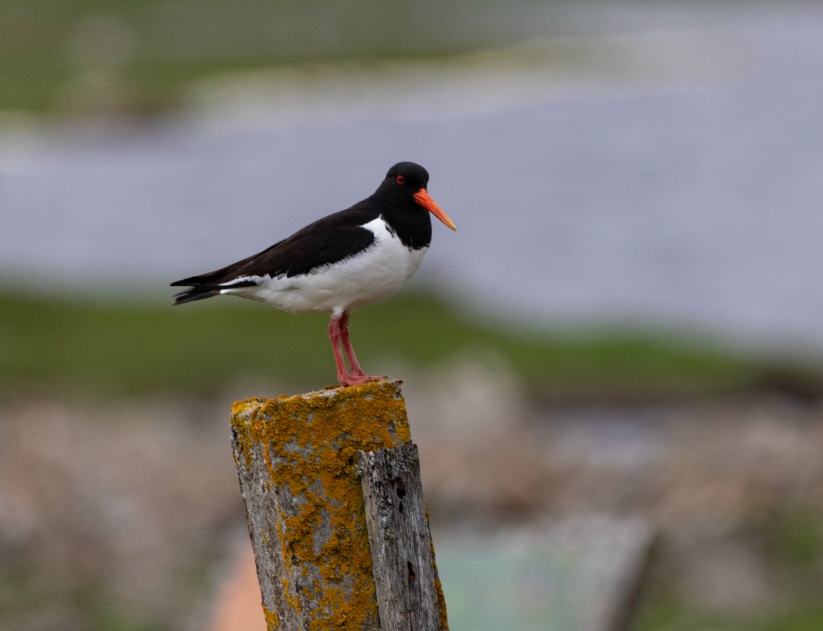 Redfoot60's tweet photo. Birds of the Flow Country Sutherland/Caithness last week. Osprey, Oystercatcher, Skylark, Wheatear. https://t.co/n6w0cROArs