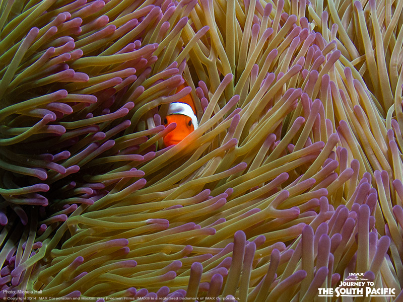 One World One Ocean tweet media