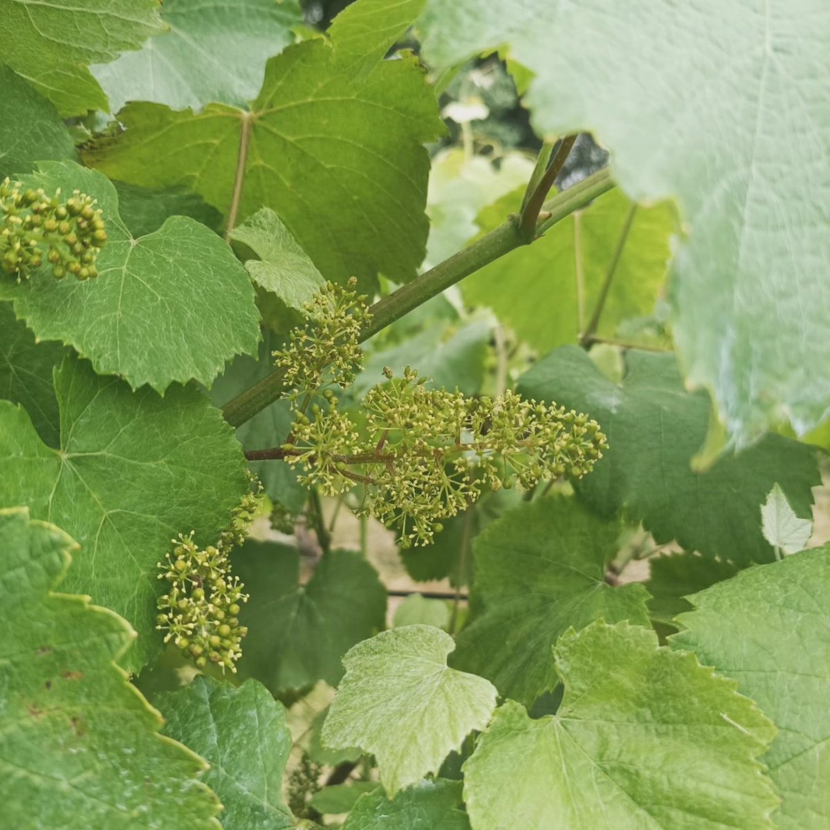 Castro de Balar tweet media