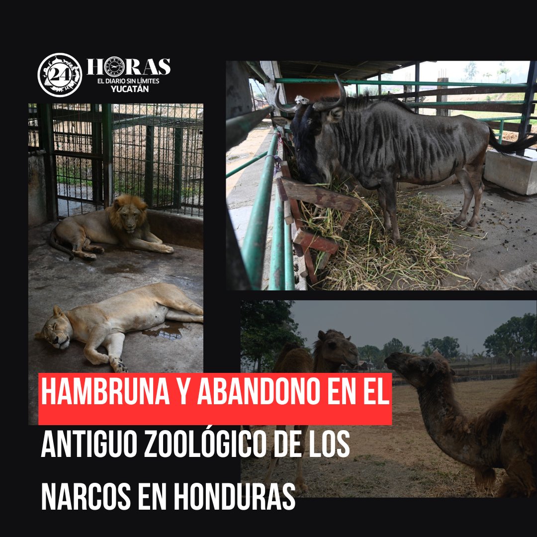🆘 
Inicialmente inspirado por Pablo Escobar, el parque de 12 hectáreas albergaba 500 ejemplares de 58 especies, incluyendo jirafas, leones y tigres. 😔🐅
🆘🌿 #JoyaGrande #SalvemosLosAnimales #AbandonoAnimal #Honduras 

🔗 Lee la nota completa aquí: acortar.link/foQjq5