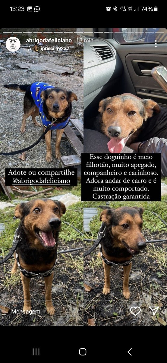 Isadoravinho's tweet photo. Pessoal de Pelotas
O abrigodafeliciano (no ig) vai fechar e precisa que compartilhem os doguinhos que estão pra adoção, pra que não voltem pra rua nesse frio! A hora de ter um aumiguinho mto amoroso é agora! https://t.co/pwMV6NlK2N