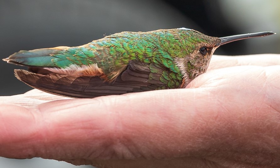 Join the AWCC TONIGHT in Girdwood for a hummingbird banding demonstration and hummingbird trivia! 6pm-9pm at Alpenglow Coffee House! 

TOMORROW marks a day full of fun from 9am-2pm! Come on down to the sanctuary to enjoy an educational day full of events for the whole family!