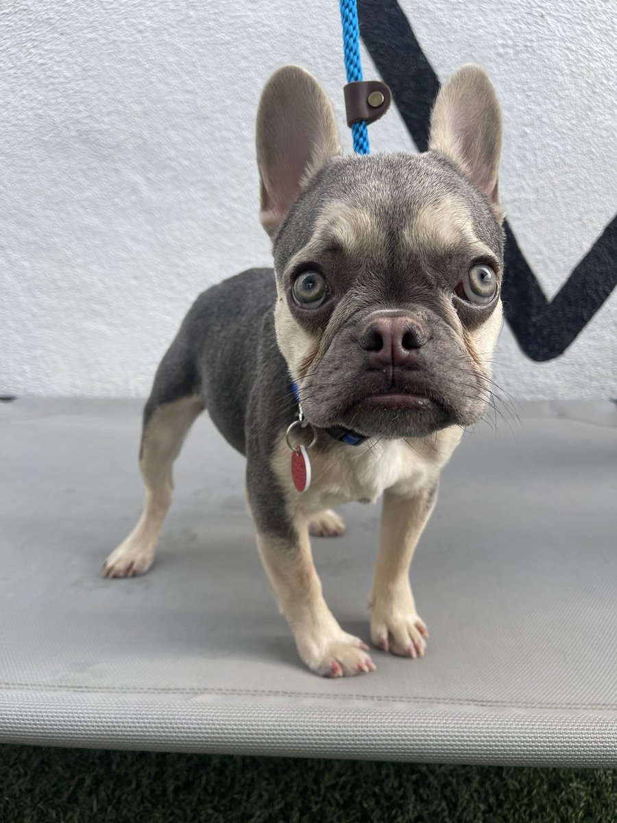 WeRateDogs tweet media