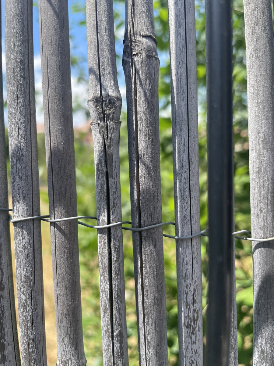 silviaescol's tweet photo. Escuchar, conocer, compartir y crear red.  Encantada de haber participado en la siembra de esta #semilla.🌳2a Mesa intersectorial de #renaturalizacion de #entornoseducativos en @intermediae #masverde #adaptación al #CambioClimático.
#MadridmásalládeTaylorSwift https://t.co/imWirvbQ9A