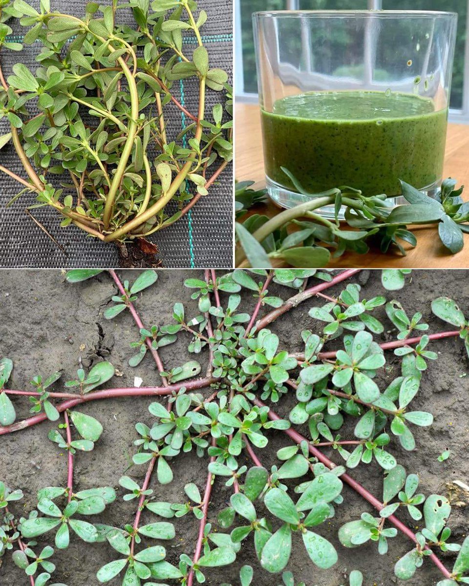 Ksh 500 a glass Juice

Purslane juice  is loaded with antioxidants, including vitamins A, C, and E, as well as glutathione. These antioxidants help protect your cells from damage caused by free radicals, which can reduce your risk of chronic diseases like cancer & heart disease.