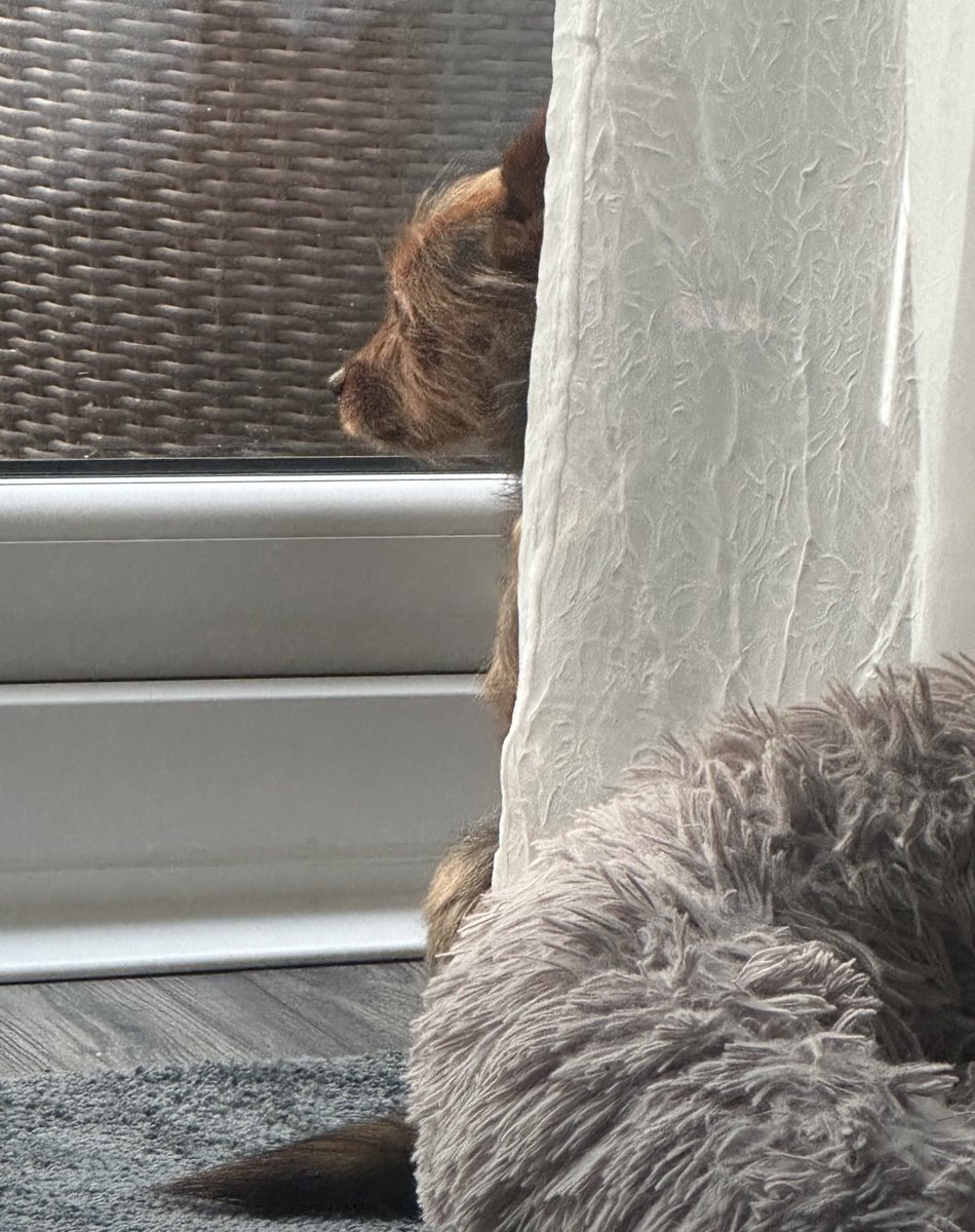 Herself is complainin’ that I trampled through the dust pile she’d made brushing the floor. And she wasn’t a bit grateful when I tried to help by eating the crumbs in the dust. #posterboyfortherspca 😆