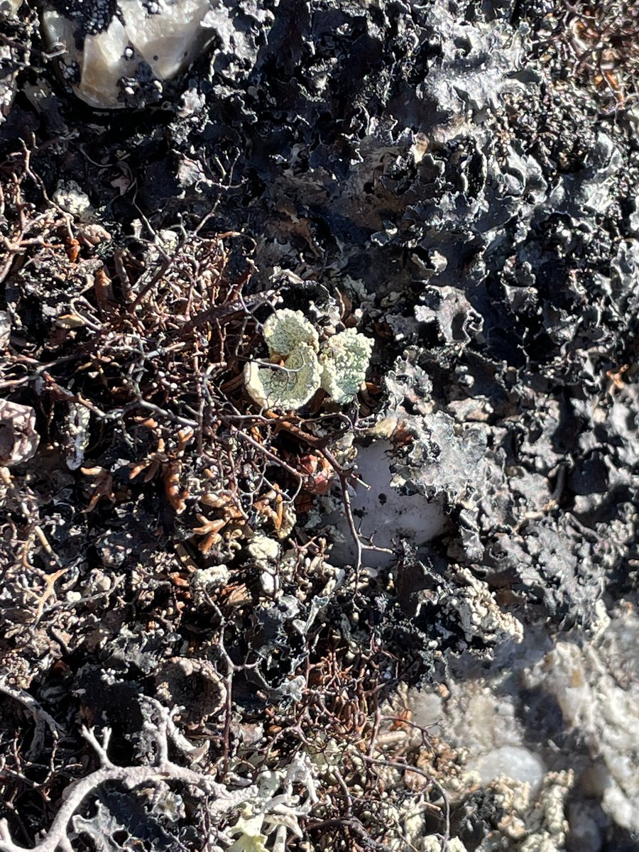 Robyn Barbato tweet media