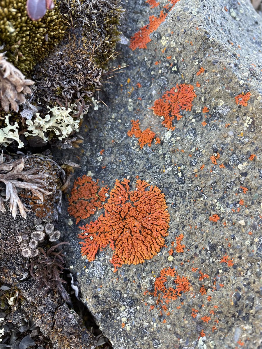 Robyn Barbato tweet media