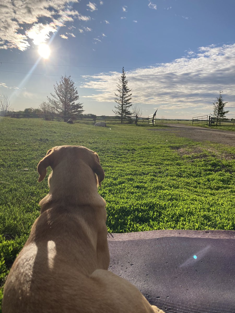 K9KitchenWitch's tweet photo. A little morning ☀️yoga 🧘🏻‍♀️with the pooches 🐕always does my soul good. 💜🔮

#yoga #dog #goodmorning https://t.co/ai5GDaJiBA