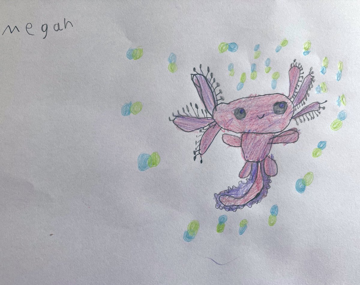 redravery's tweet photo. @RobBiddulph A cute axolotl by Megan, aged 6 (until Monday!) https://t.co/yT3Iw8VzXY