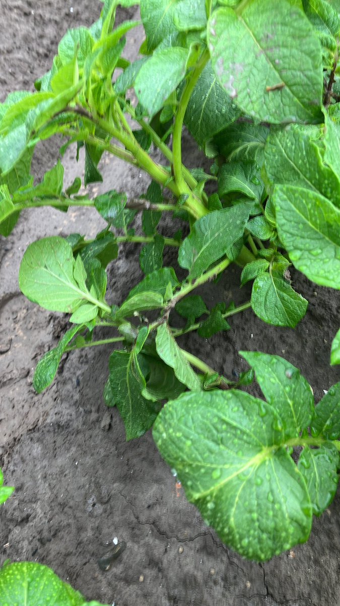 Aardappelen dit jaar #2024 is een uitdaging om #phytophthora  vrij te telen!! Let op benut de juiste spuit momenten en houd je aan de spelregels alterneren en combineren van de verschillende producten. <a href="/AkkerTweet/">Akkerwijzer.nl</a> #aardappel #akker #oogst24