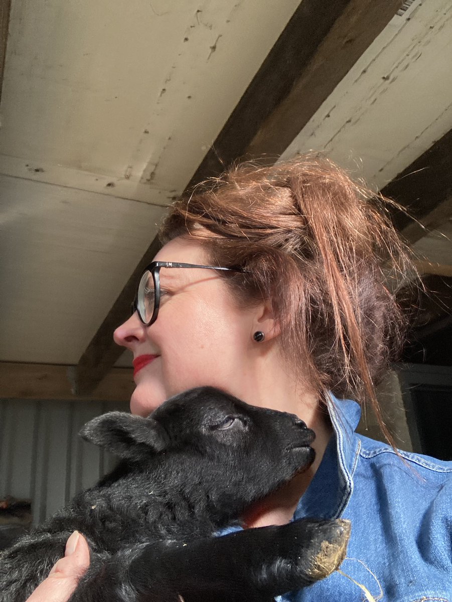 JFletcherSaxon's tweet photo. Friday lamb cuddles and ewe tickles. #lambcam https://t.co/sHAS1AwMO9