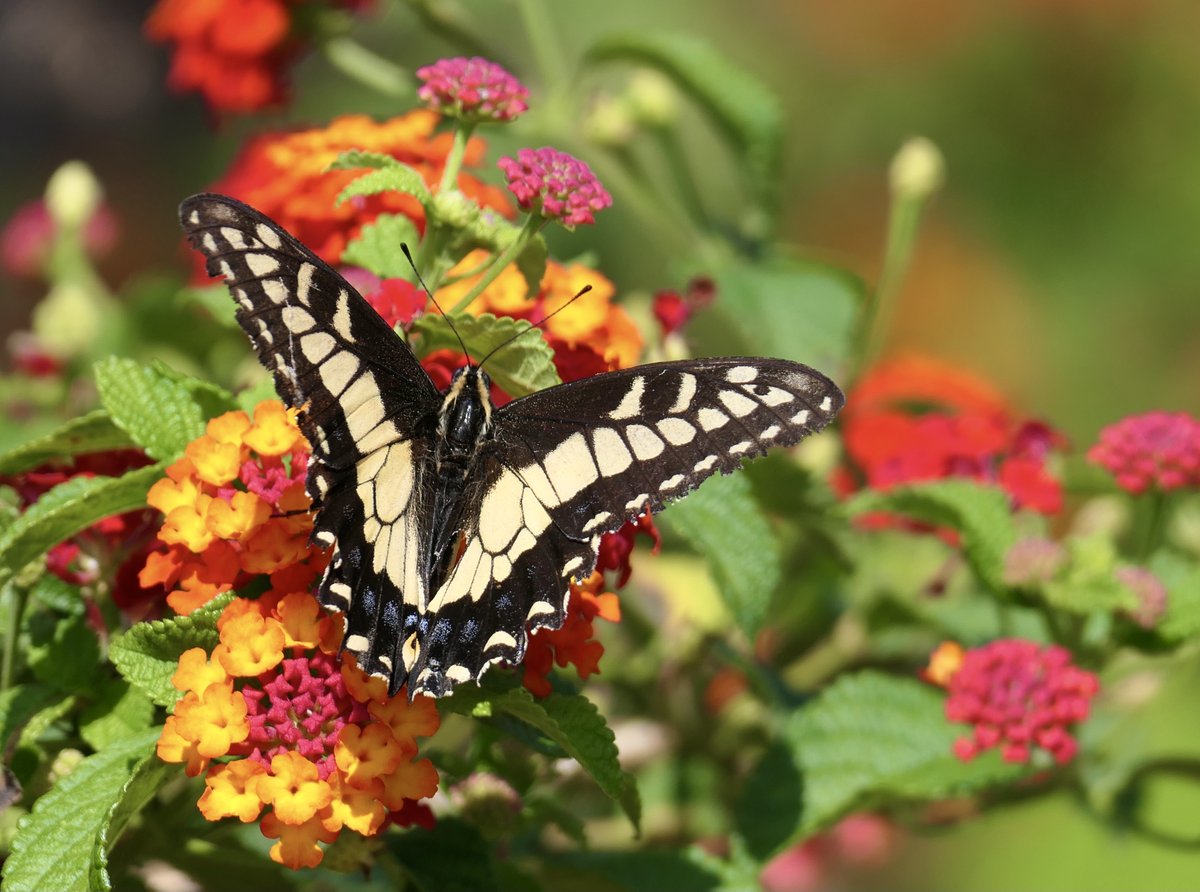 Enjoy this swallowtail butterfly on lantana.  😎