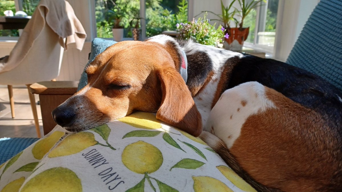 Post-walk, post-breakfast solar recharge.
#beaglefacts #_xdogs