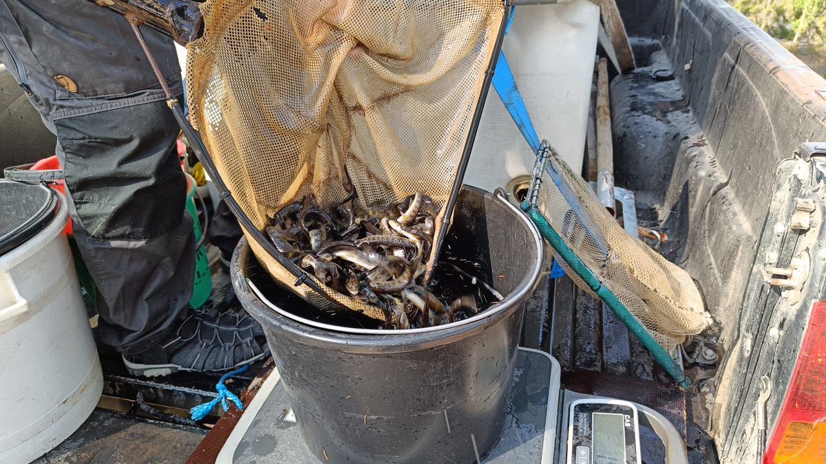 Iiotva's tweet photo. Lohi Iijokeen -hankkeen pienpoikasistutukset ovat käynnistyneet kuluvalla viikolla. Kuvissa 1-vuotiaita meritaimenia viemässä Pärjänjokeen Metsähallituksen Matti Kela ja Eero Hartikainen. @ppliitto @Metsahallitus #iijoki #vaelluskalat https://t.co/T9Ml0LyYhx