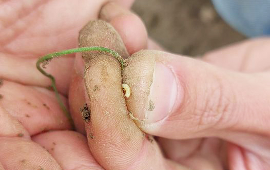 🗣️🧄🧅Oproep aan uientelers: we zijn benieuwd naar #bonenvliegschade op je perceel met #uien. Vul je de peiling in? viaverda.be/Detail/ArtMID/… (zie onder).