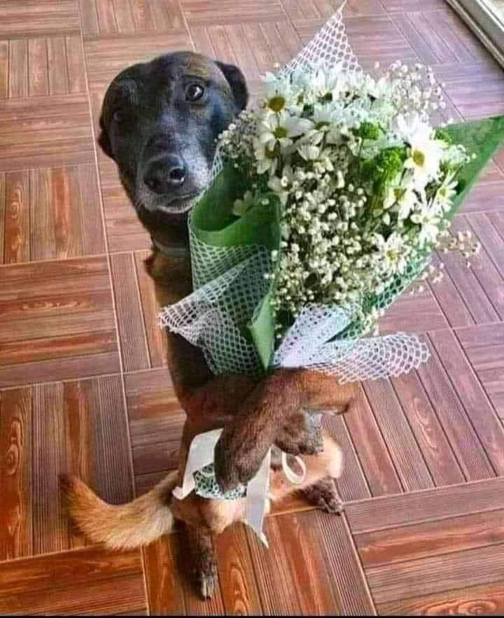Ce bouquet de fleurs pour tous les amoureux des animaux.❤️