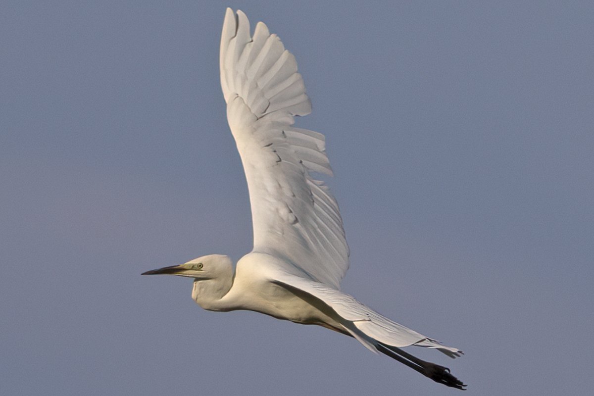 One of three Great White Egrets, at Goldcliff early this morning #gwentbirds #gwentwildlife