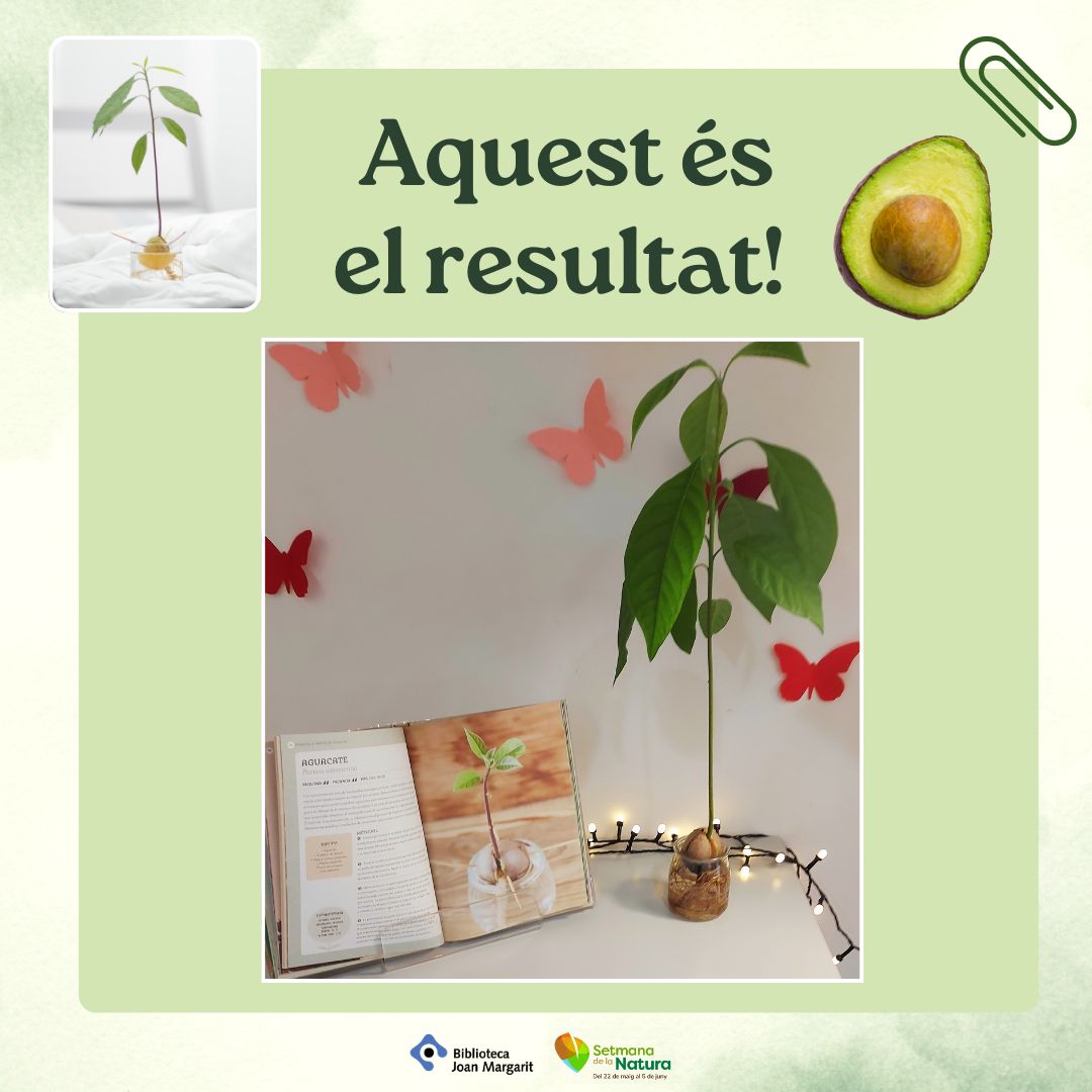 Sabeu com germinar una llavor d'alvocat?🥑Us proposem una activitat pel cap de setmana: aquí teniu les instruccions de com fer-ho!📝Animeu-vos, a veure si creix tant com el que tenim a la biblio!🌱

#BJM #quèfemalesbiblios #BibliotequesXBM #SetmanaNatura #LlegeixNatura #SantJust