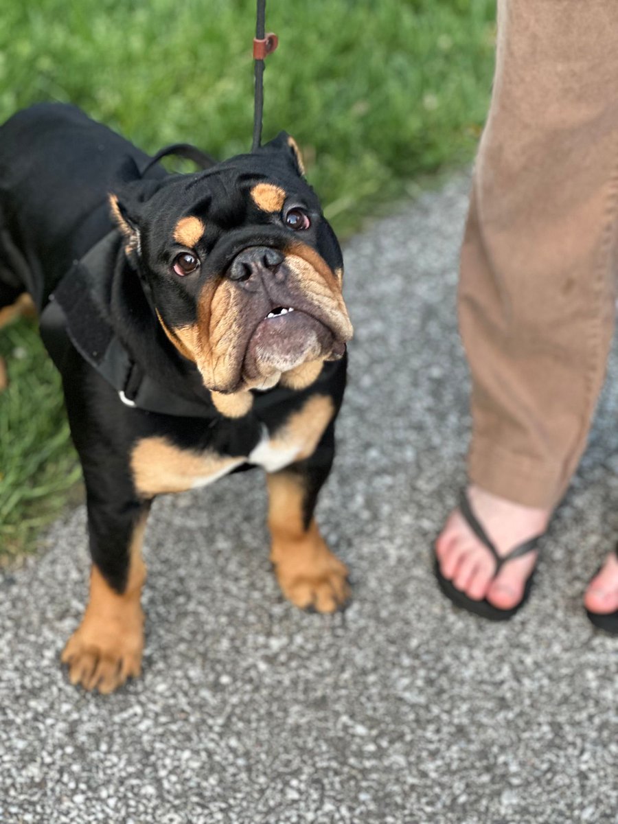 DarwinDogs's tweet image. Any #bulldog fans out there? Little Millie would like to have a word with you after she overheard someone say bulldogs look too grouchy. Thoughts?

Millie was picture perfect at our #packwalk 💗🐾🐶

Learn more about our free pack walks at darwindogs.org