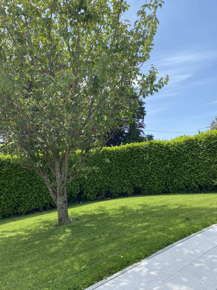 Freshly cut grass, blue sky & sunshine - June Bank Holiday☀️