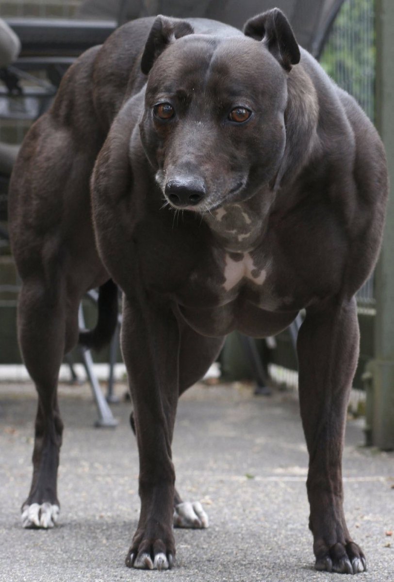 @AMAZlNGNATURE Cats and dogs with myostatin muscle hypertrophy