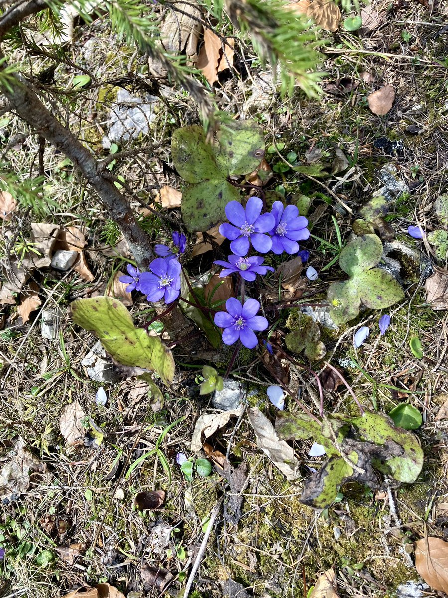 Alpine flowers always astound me with their resiliency. I found these while hiking in the Alps 🏔️