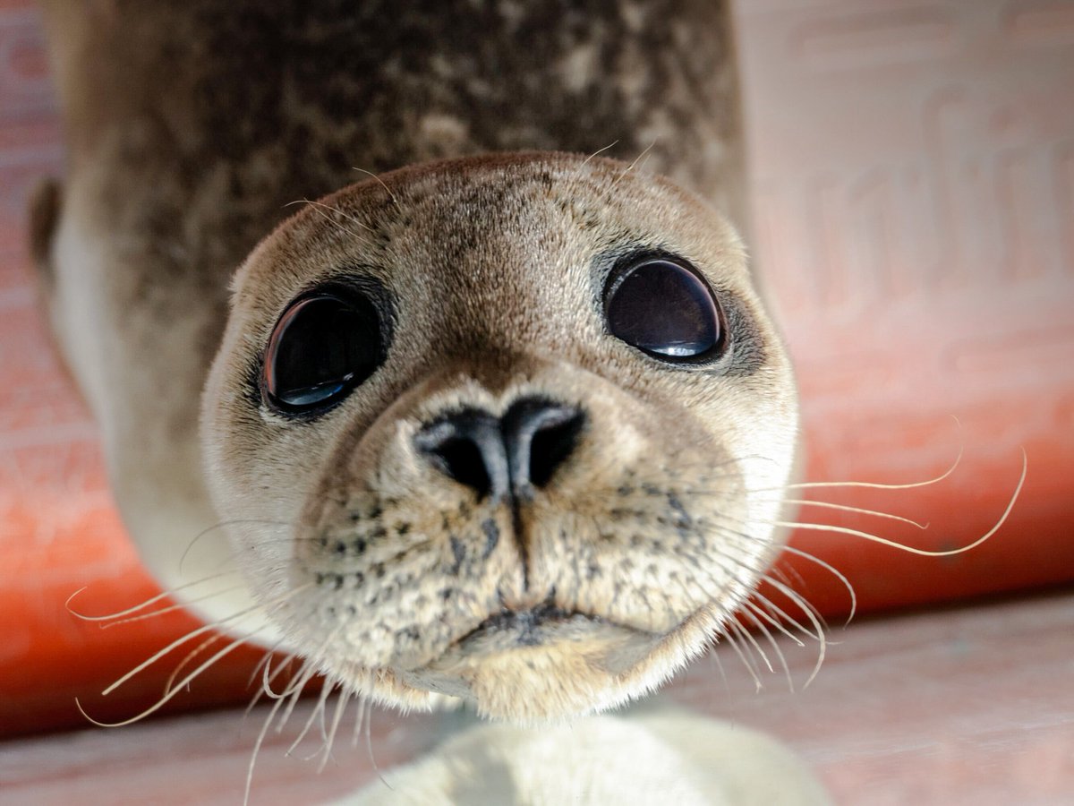 Spruce struggling to quash the 'girls rule, boys drool' rumours 😂🥰

This is your last chance to adopt Spruce as part of our Two for One #BiodiversityWeek special! For more info, visit sealrescueireland.org/product/adopt-… 

#adoptapup #seals #animalrescue