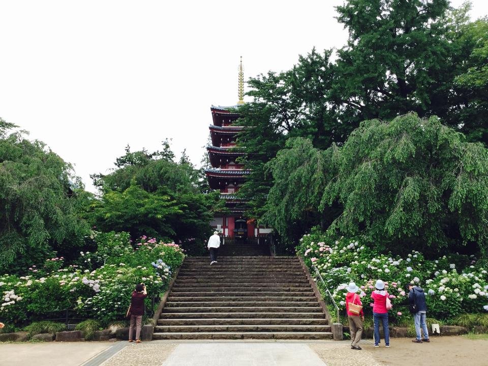 andtrip_'s tweet photo. ／
千葉の「あじさい寺」🌺☔
松戸市【本土寺】😌
＼
本土寺は、｢あじさい寺｣「四季花の寺」として親しまれています💞6月下旬向けて、10種類以上の紫陽花が境内中に咲き渡ります✨
🔻詳細はこちら🌂
https://t.co/SNs3mEq65Y https://t.co/SDmY63X49v