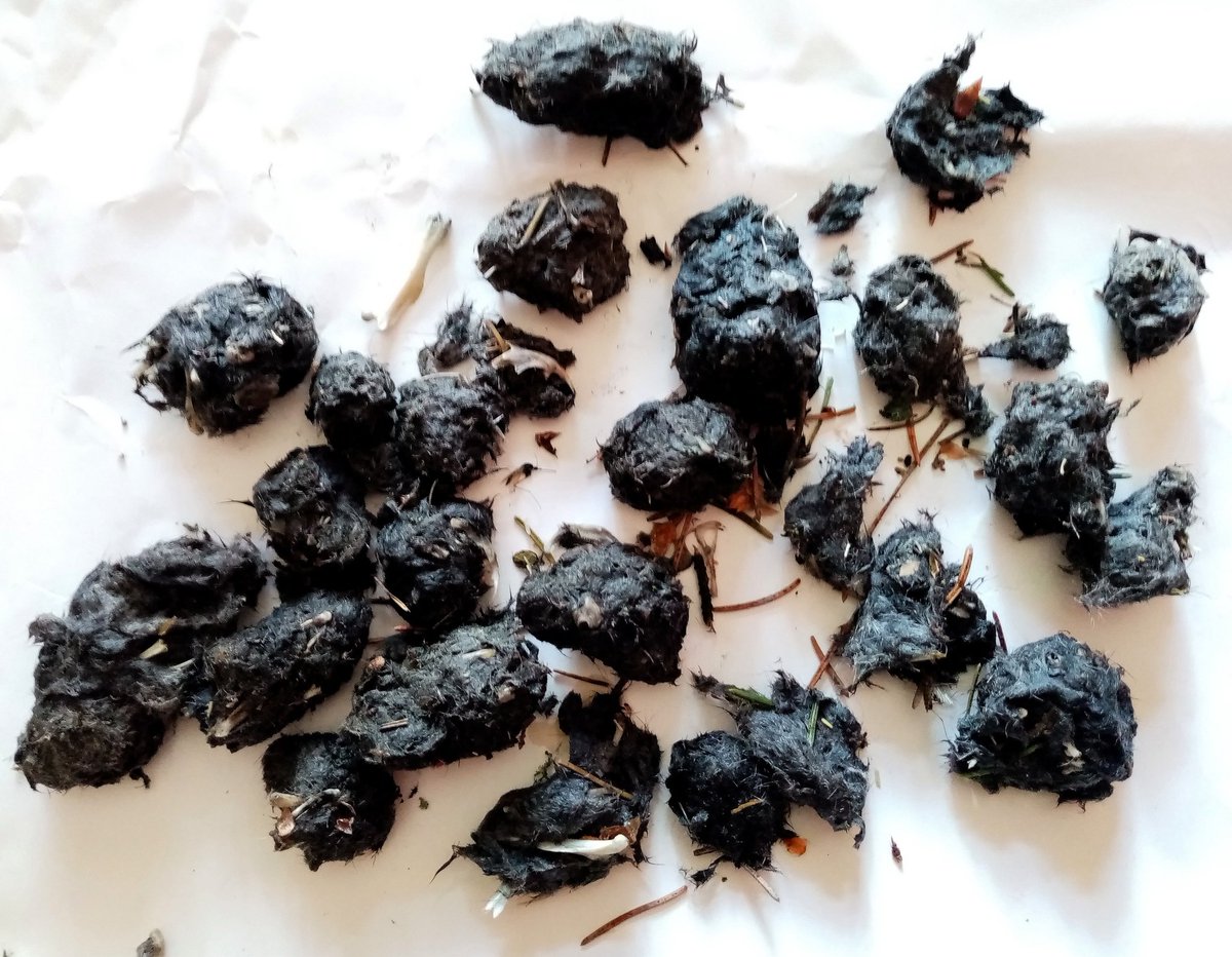 Floriana tweet media