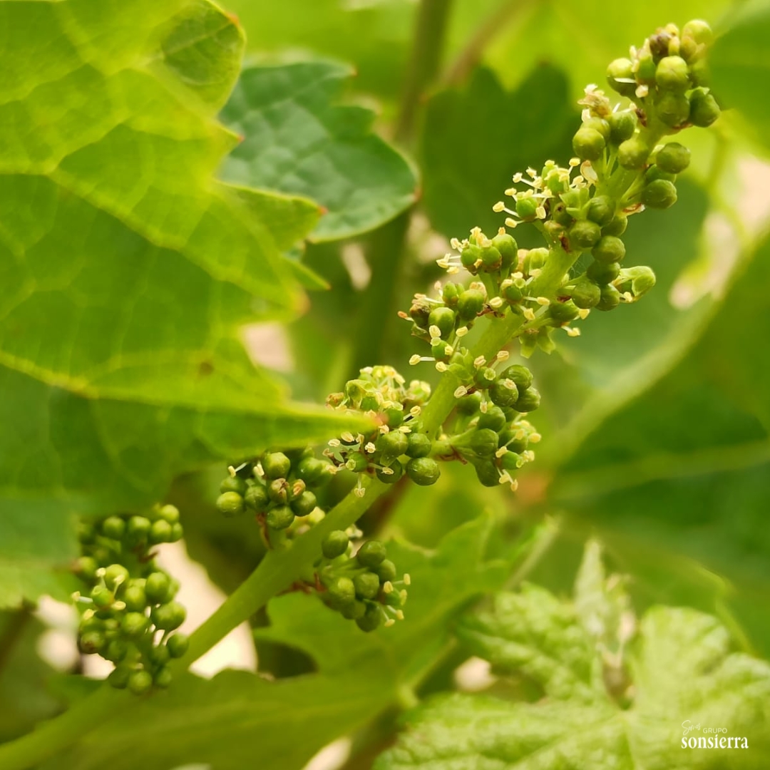 Las primeras flores comienzan a aparecer en nuestros viñedos🌱
Una nueva vendimia está próxima…🍷

#Viñedos #wine #bodegassonsierra #sanvicentedelasonsierra #viñedosdesonsierra