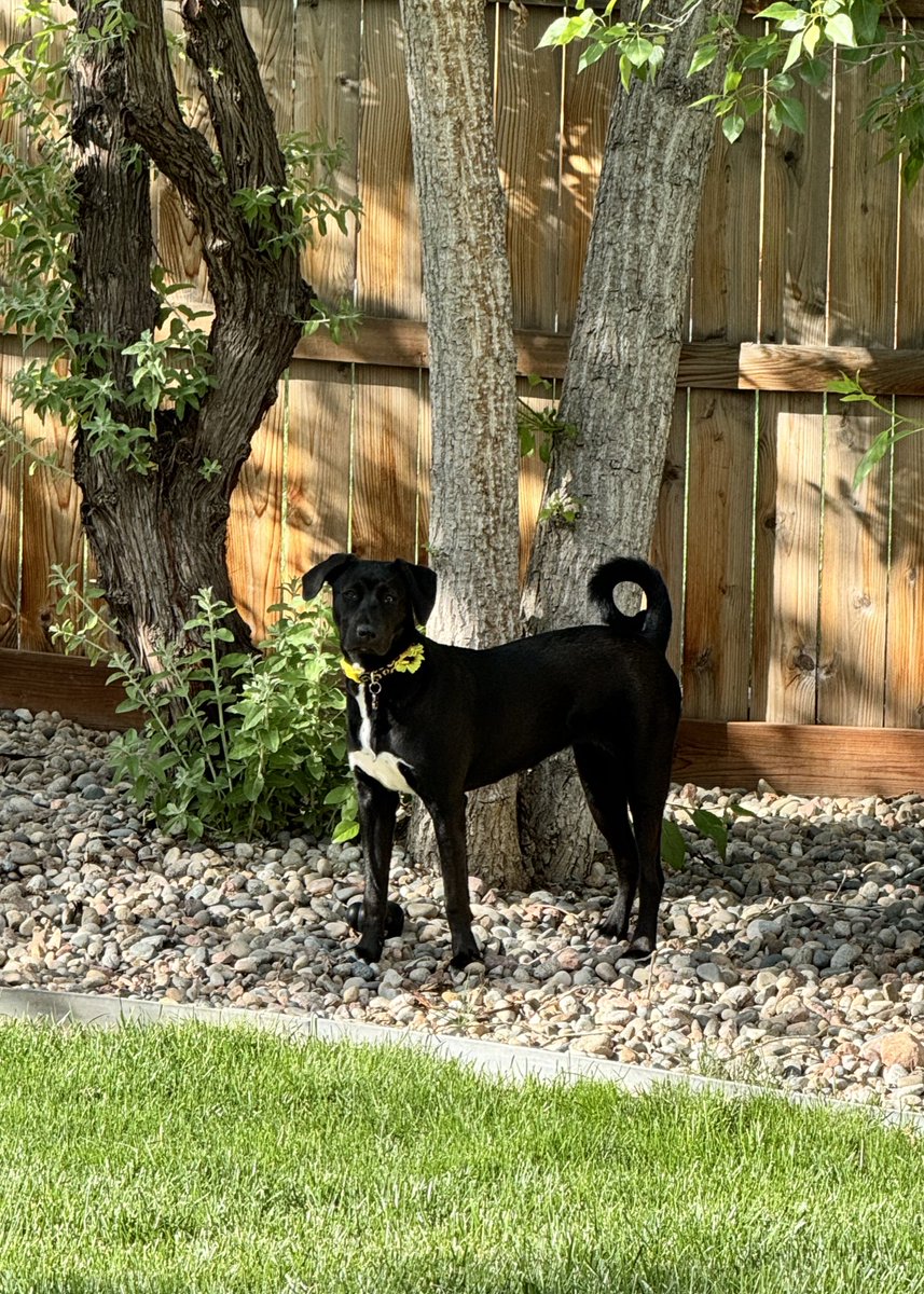 Happy Friday #dogs #colorado #colorfulcolorado