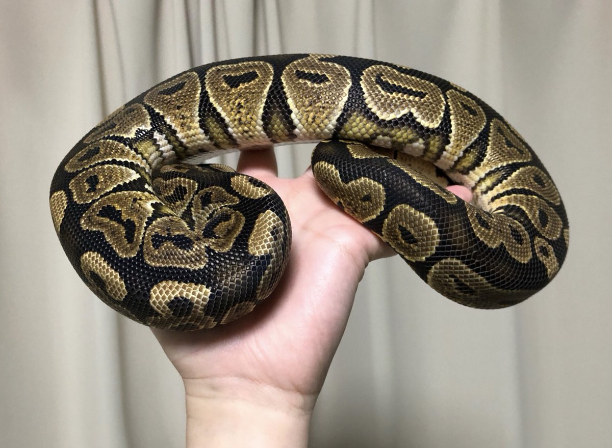 Huffmanはよいぞ……(横腹見てくれたのむ

#ボールパイソン
#Ballpython