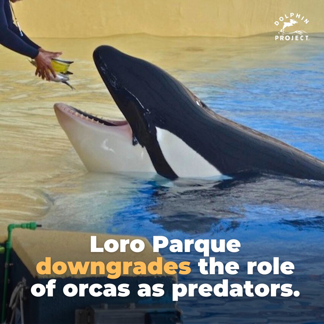 According to Loro Parque, wild orcas only travel far when they are "forced to" in search of food. So instead of foraging, navigating, socializing and swimming freely, the orcas at Loro Parque are trained to perform circus-like shows in a concrete stadium: bit.ly/3KuFZhz