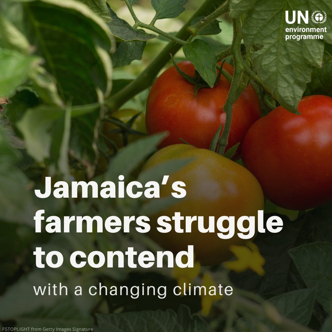 In rural Jamaica, traditional farming faces new challenges due to climate change. With support from UNEP and partners, new water systems help maintain crops through dry spells, securing farmers’ livelihoods against increasingly harsh conditions. #WorldEnvironmentDay