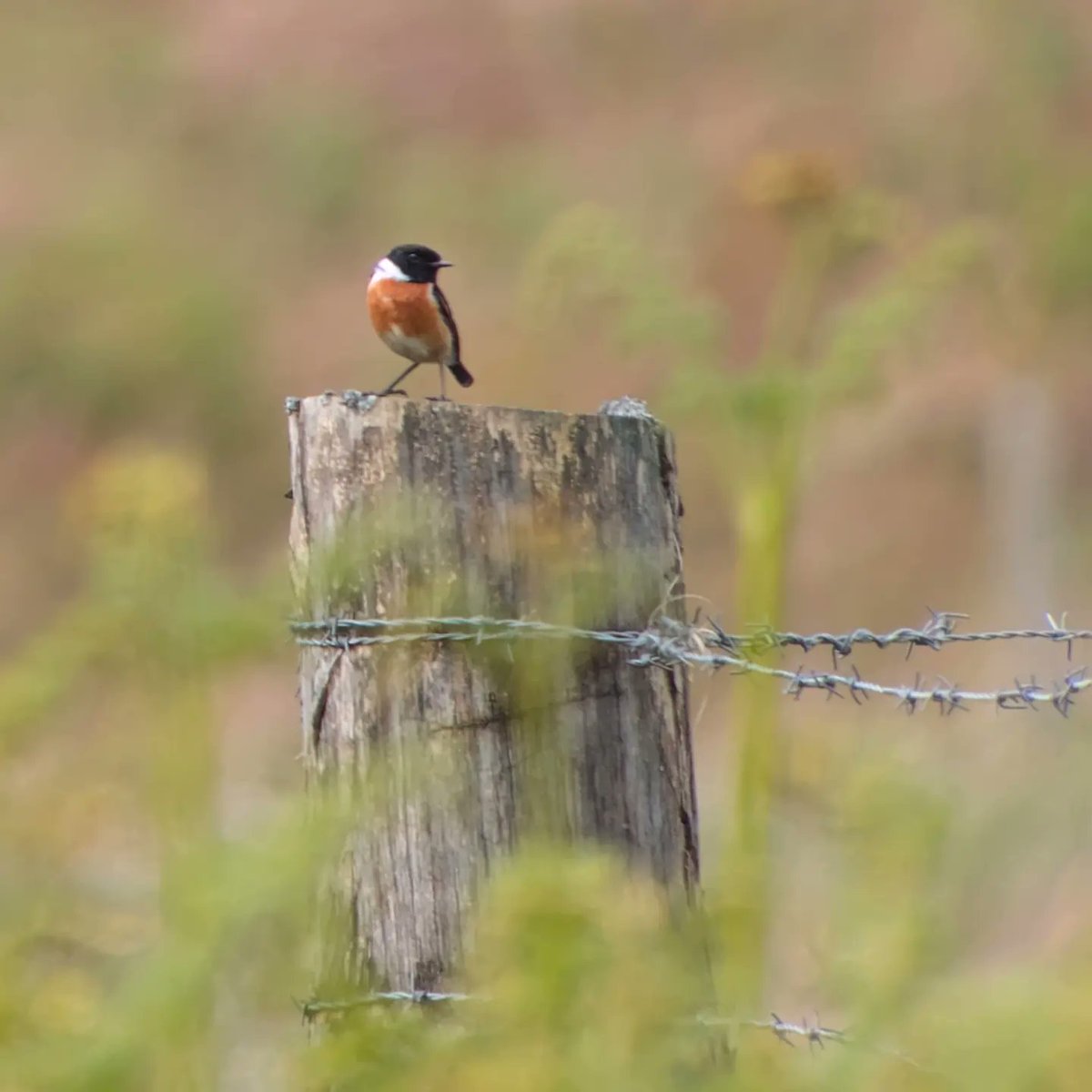 Stonechats.