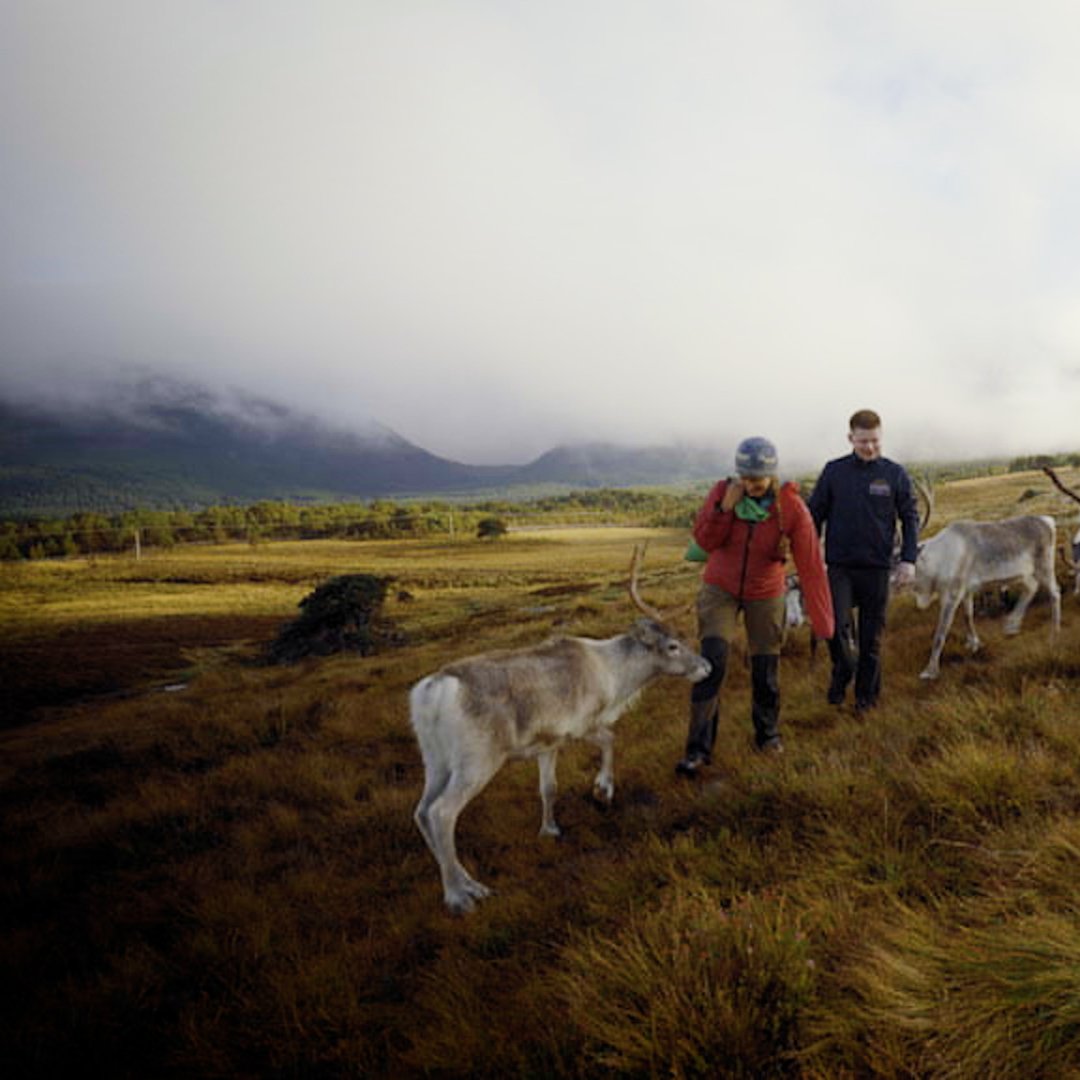 Win 5 tickets to the new Cairngorm Reindeer Centre! 🦌

Order our 70cl Cairngorm Reindeer Special Edition for a chance to win using code 'crowdfund' at checkout.

cairngormgin.com/product/specia…

#reindeerforall