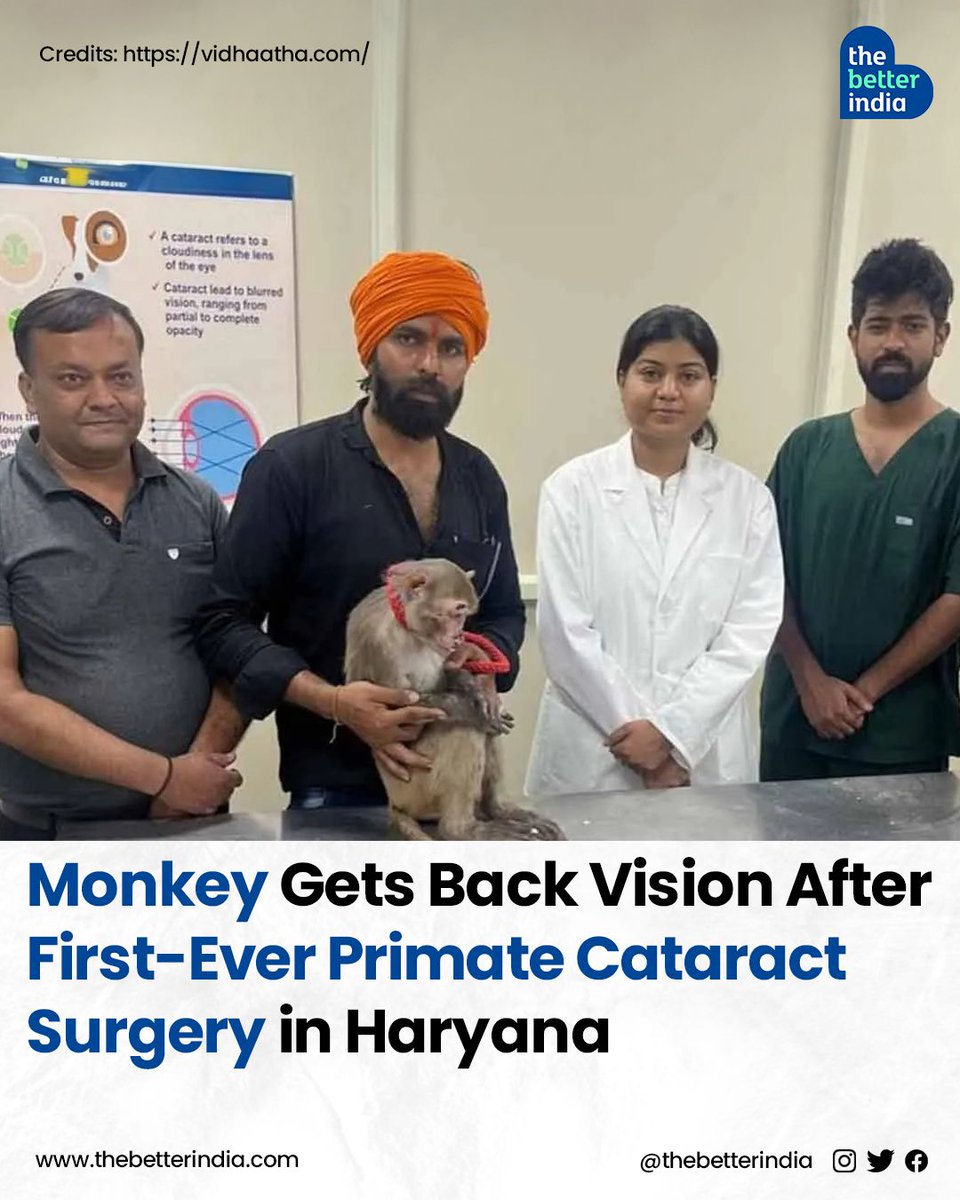 In a remarkable feat, veterinarians at Lala Lajpat Rai University of Veterinary and Animal Sciences (LUVAS) in Hisar have performed the first-ever cataract surgery on a monkey in Haryana.