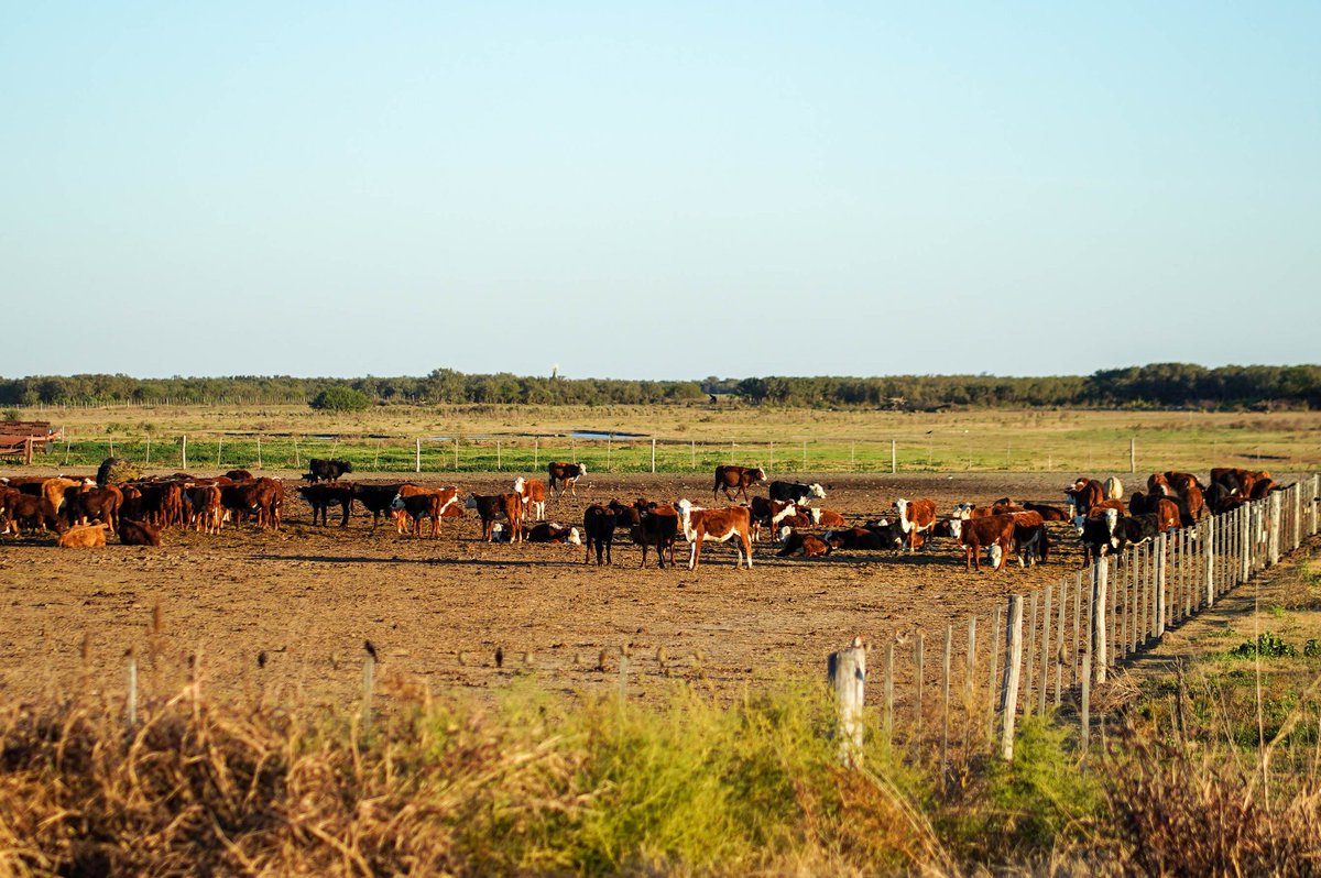 gobdecordoba's tweet image. Las #BPAs incentivan a los #productores a aplicar herramientas vinculadas con la sostenibilidad del sistema agroalimentario y, en esta edición, cuenta con 16 prácticas para validar, 3 de ellas son nuevas: bioinsumos, asesoramiento del médico veterinario y ganadería regenerativa.