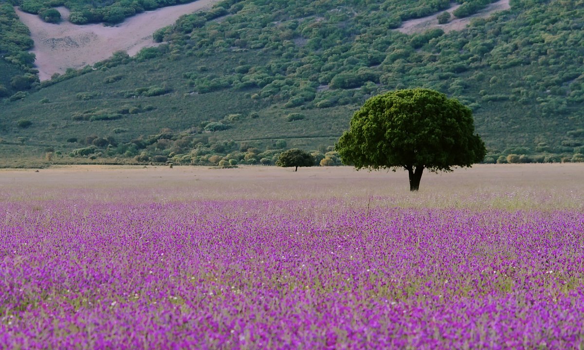 And Cabañeros — with the largest-surviving Mediterranean forest in Europe.