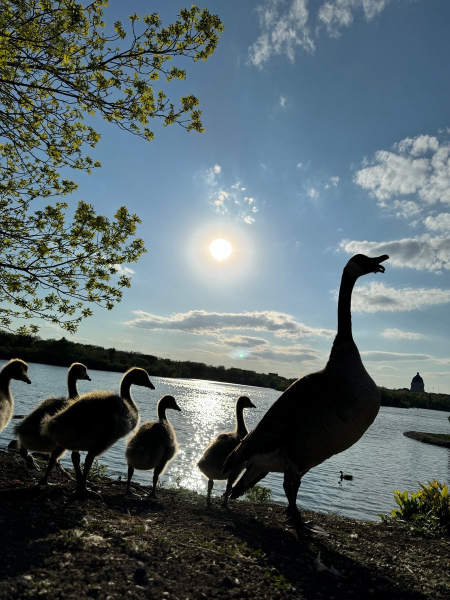 The #YourSask photo of the day for May 31 was taken by Les Machazire in Regina.
trib.al/49BMa3M